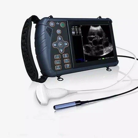 veterinary ultrasound