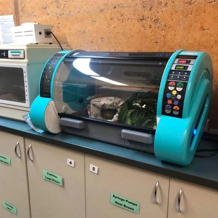 Portable Incubator For Puppies